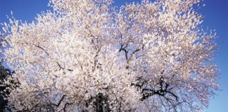 (Apr 12 – May 8) “Tales of Innocence” @ Gallery ARK tales of innocence