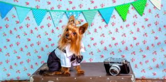 Travelling to Turkey with Pets 101