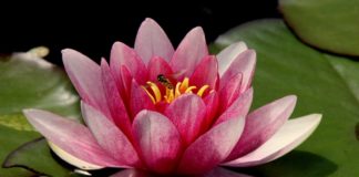 Practices of Mindfulness in Turkey