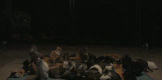 (Past Event) “Rounded by Sleep” @ Arter