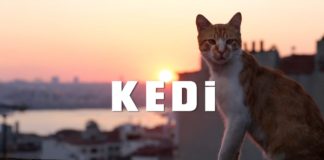 Kedi: An Evocative Portrait of a City and Its Cohabitants kedi