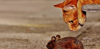 Turkish 101: Proverbs of Absence