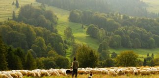 Walk Across Turkey: Kaplanlı Kaplanlı